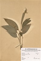 藏品(月桃)的圖片